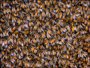 Busy as a Bee - Photo by Merle Yoder