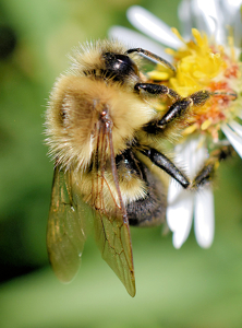 Busy Bee - Photo by Charles Hall