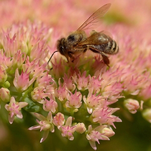 Class B 2nd: Busy bee by Kristen Anderson