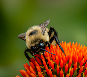 Busy Bee - Photo by Linda Fickinger