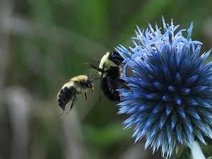 Busy Bees - Photo by Quyen Phan