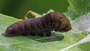 Class A HM: Busy Caterpillar by Karin Lessard