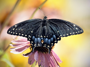 Butterfly - Black Swallow Tail - Photo by Frank Zaremba MNEC