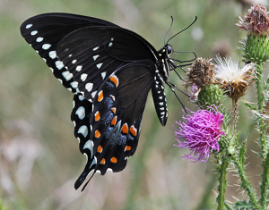 Class A 2nd: Butterfly in field by Ron Thomas