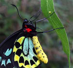 Butterfly - Photo by Ron Thomas