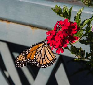 ButterlyOnTheBridge - Photo by Marylou Lavoie