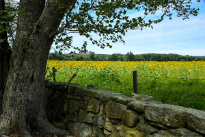 Buttonwood Farms Sunflowers - Photo by Libby Lord