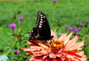 Buzzed - Photo by Charles Huband