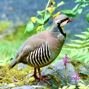 CHUKAR - Photo by Gary Gianini