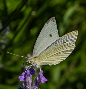 Cabbage White Butterfly - Photo by Linda Fickinger