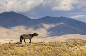 Calling His Herd - Photo by Nancy Schumann