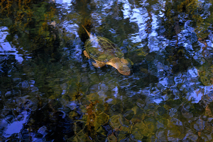 Class B 2nd: Camoflauged by Charles Huband