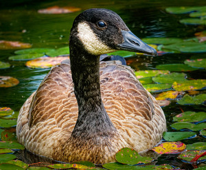 Canada Goose - Photo by John McGarry