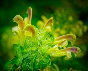 Canadian Lousewort - Photo by John McGarry