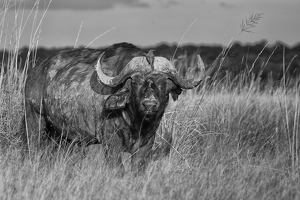 Cape Buffalo and Oxpecker - Photo by Nancy Schumann