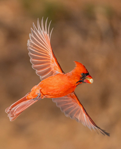 Cardinal Takeout - Photo by Marylou Lavoie