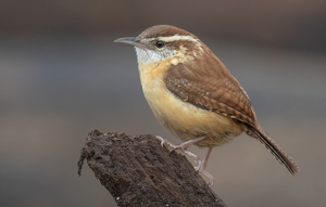 Carolina Wren - Photo by Merle Yoder