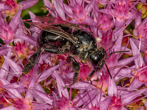 Carpenter Bee - Photo by Frank Zaremba MNEC