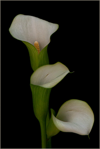 Cascade - Photo by Linda Fickinger