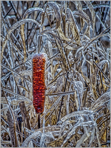 Cat Tail - Photo by Frank Zaremba MNEC