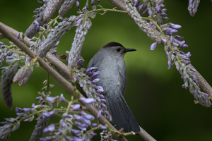 Catbird - Photo by Danielle D'Ermo