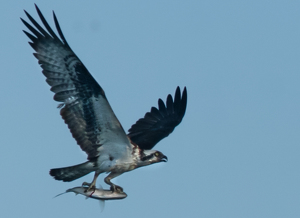 Catch of the day - Photo by René Durbois