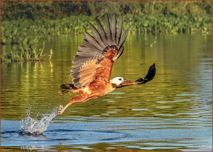 Salon HM: Catching Dinner by Susan Case