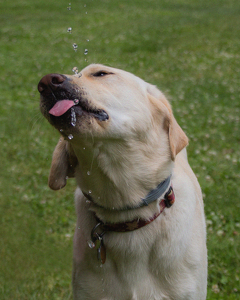 Catching The Drops - Photo by Bill Latournes