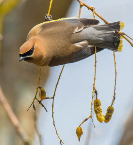 Cedar Waxwing Hanging Sideways - Photo by Libby Lord