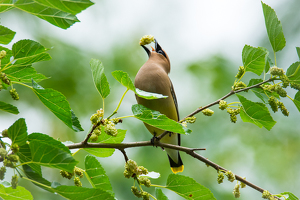 Cedar waxwing - Photo by Aadarsh Gopalakrishna