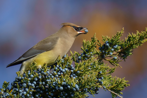 Cedar Waxwing, Cedar Berries by Jeff Levesque