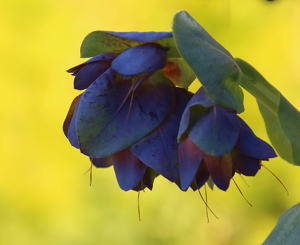 Cerinthe - Photo by Barbara Steele