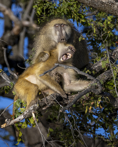 Class A HM: Chacma Baboon Disagreement by Nancy Schumann