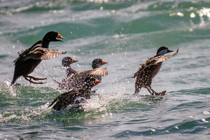 Chasing the Lady - Photo by Jeff Levesque