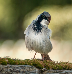 Class A HM: Cheeky Chap by Linda Fickinger