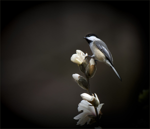 Chicadee - Photo by Danielle D'Ermo