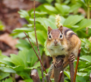 Chip Or Dale - Photo by Marylou Lavoie