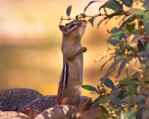 Chipmunk looking for the treat - Photo by Terri-Ann Snediker