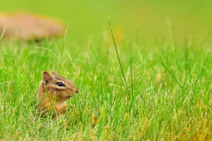 Class B 2nd: Chipmunk on guard by Nick Bennett