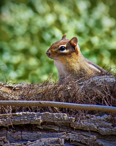 Chipmunk Posing - Photo by Dolph Fusco