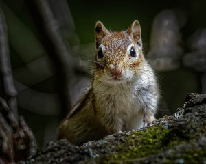 Chipper - Photo by John McGarry