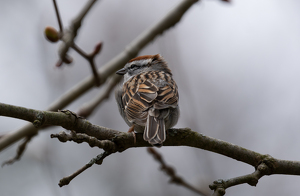 Chipping sparrow in the cold morning - Photo by Alison Wilcox