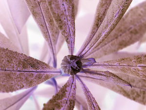 Chlorophyll Error - Photo by Julie Keller