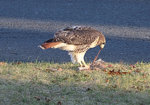 Christmas dinner at the roadside cafe - Photo by Mireille Neumann