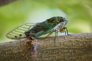 Class A 2nd: Cicada by Jeff Levesque