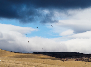 Class B HM: Circling Andean Condors in Chile by Quannah Leonard