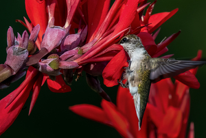 Clinging to a petal - Photo by Libby Lord