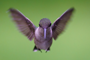 Close Encounter - Photo by Jeff Levesque