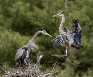 Salon 2nd: C'mon Pops, Stick the Landing ! by Bob Ferrante