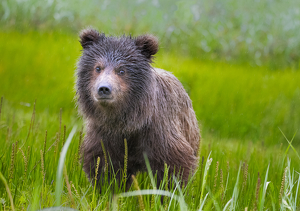 Salon 2nd: Coastal  Brown Bear Cub by Danielle D'Ermo